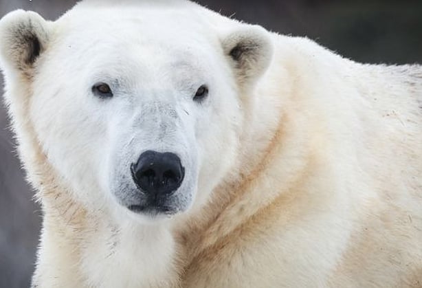 Biffin, The 7-Year-Old Polar Bear - Calgary Zoo/ Facebook